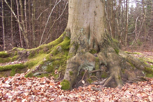 Baumstamm