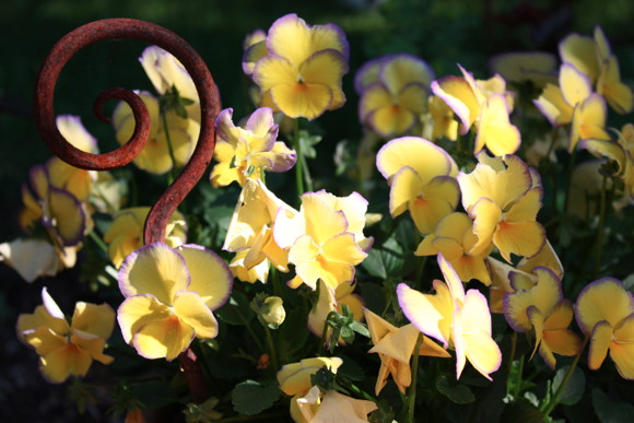 Blume1
