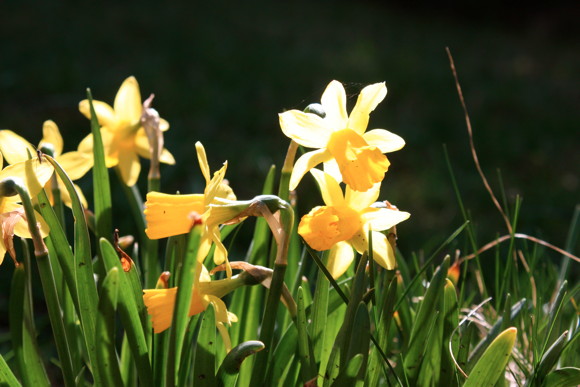 BlumenOstern.JPG